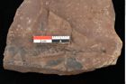 Foto (Detailansicht) von Quercus cf. palaeoilex Ettingshausen (NHMW-GEO-2024-0188-0747a)